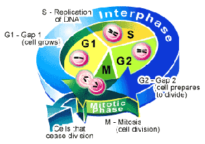 Mitosis 