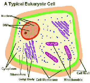 Cell 